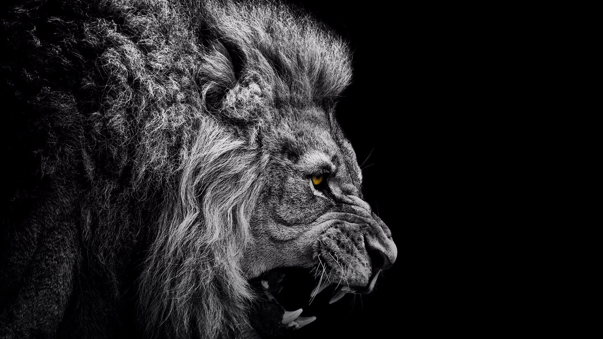 roaring lion on black background