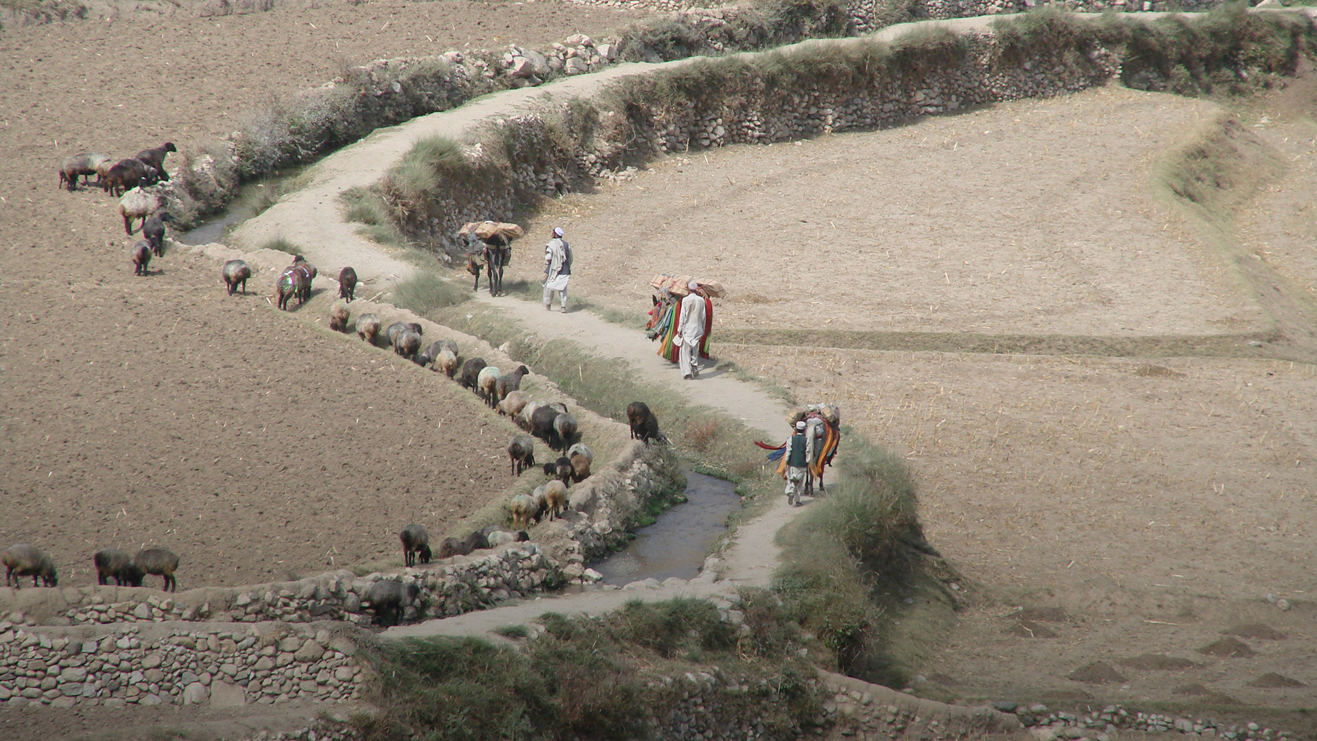 People working on a field in Afghanistan