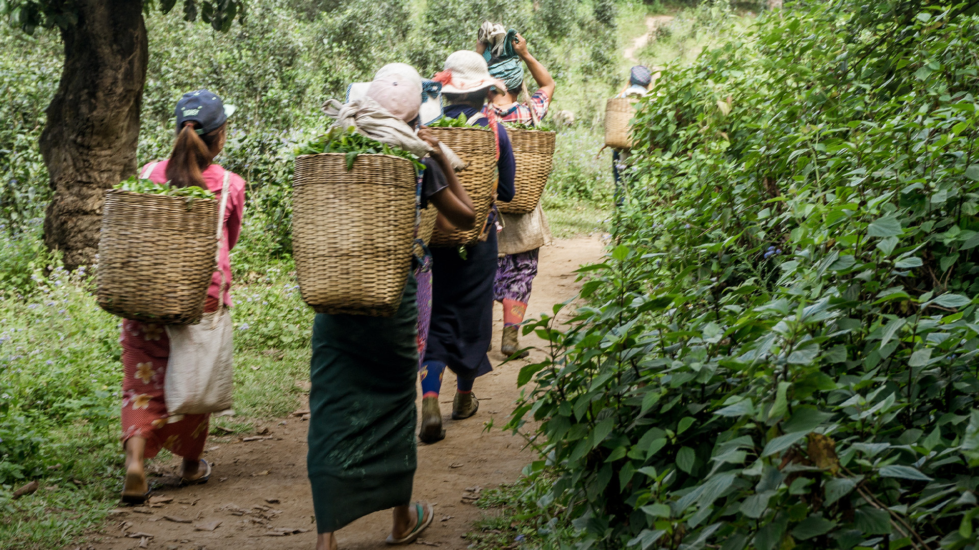 Women walking away after harvesting