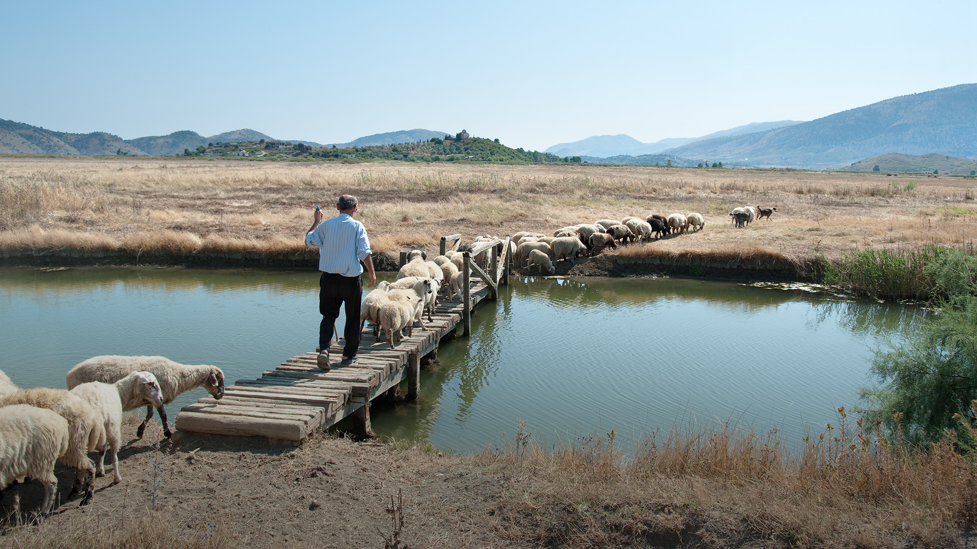 Man shepherding in Albania