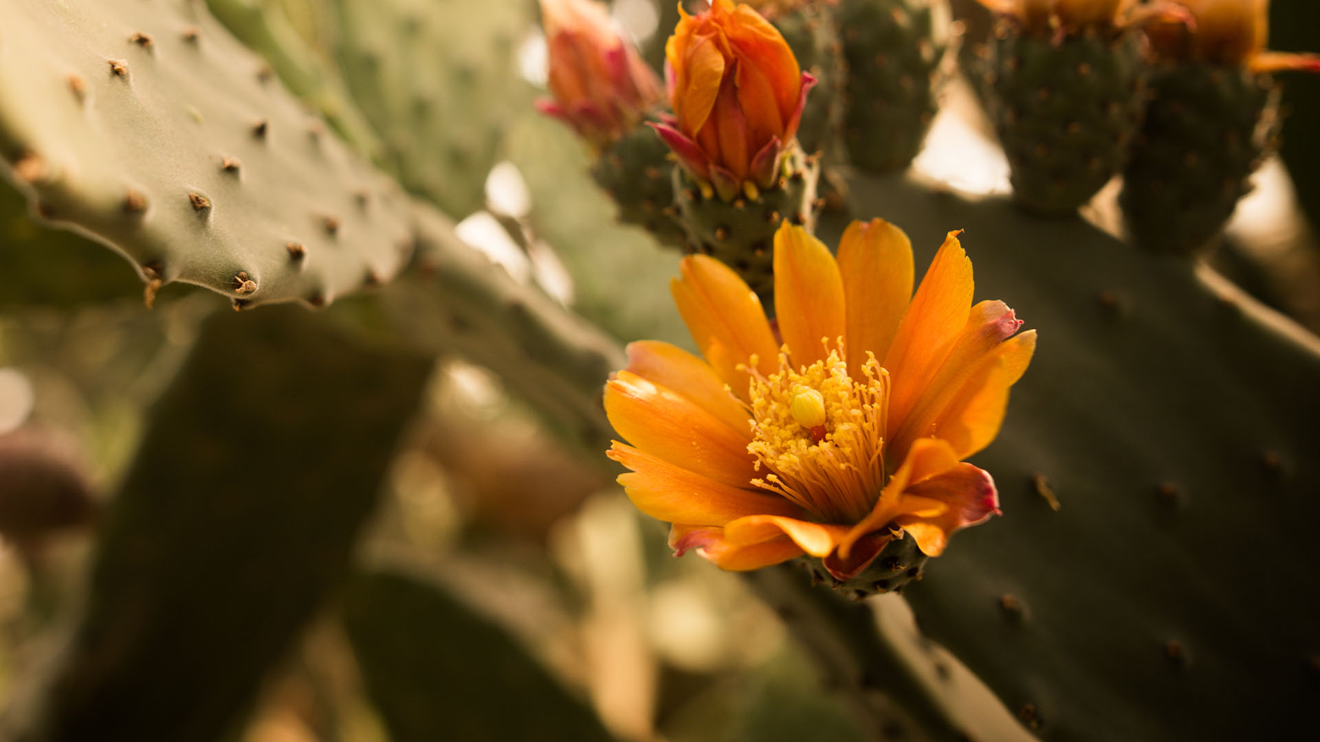 Cactus flower growing in desert
