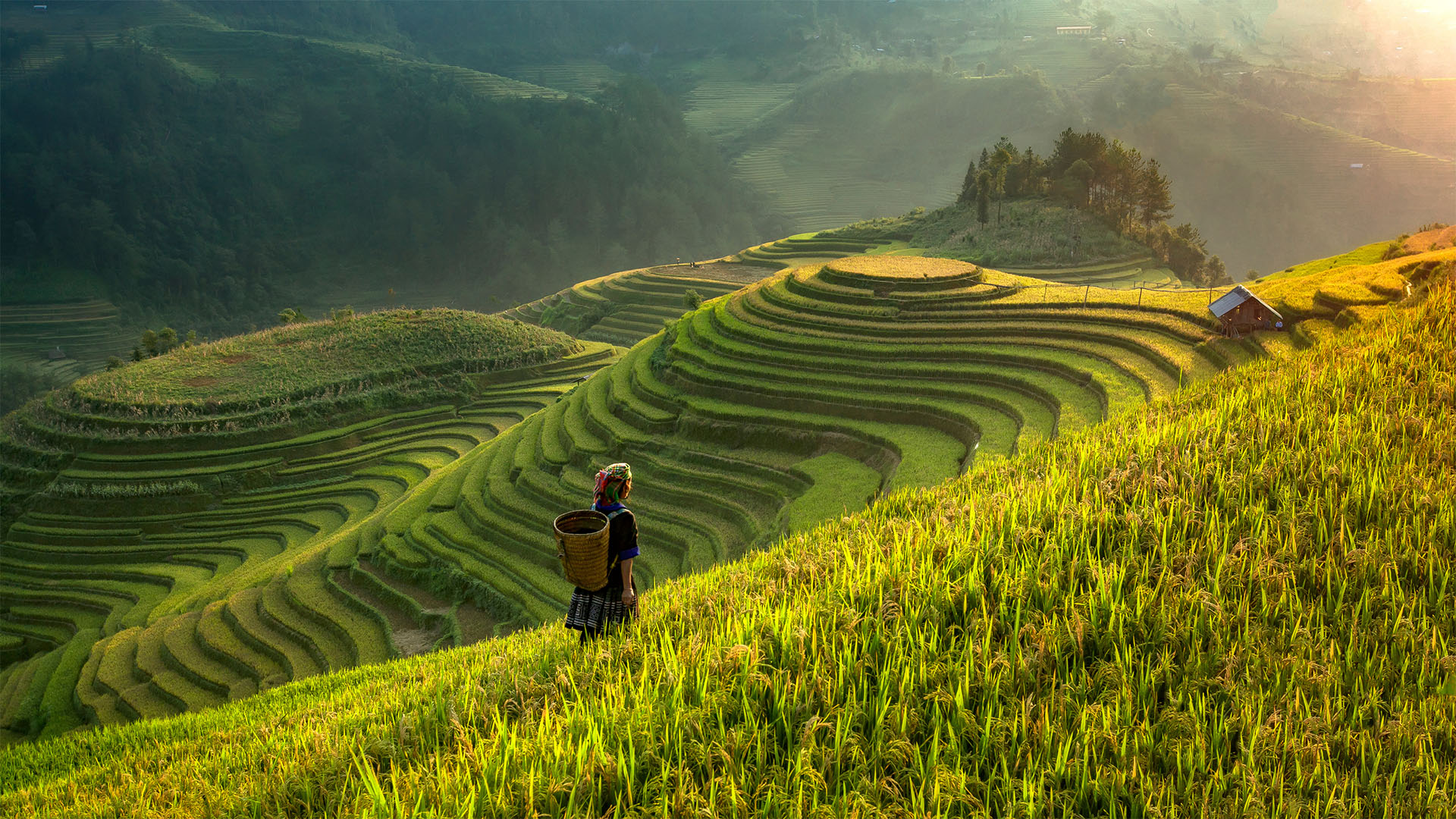 Asian woman walking through rice field