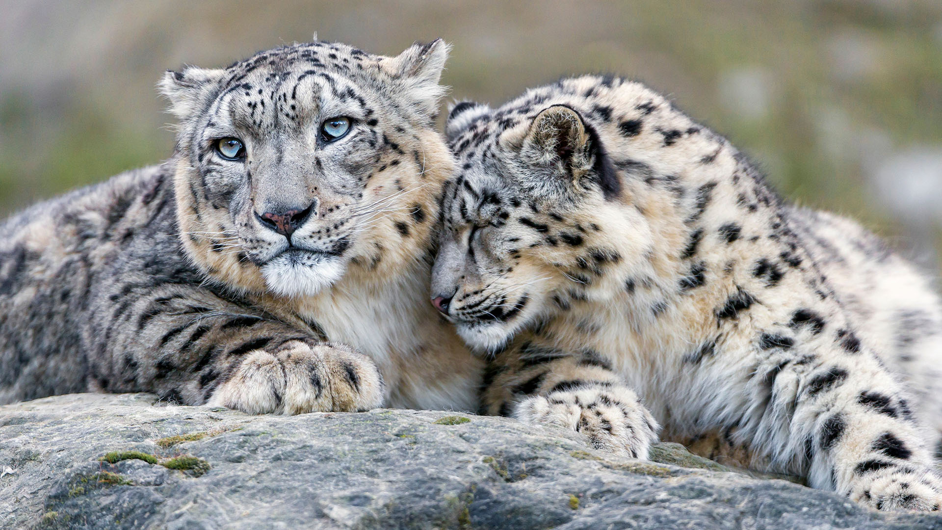 Two snow leopards 