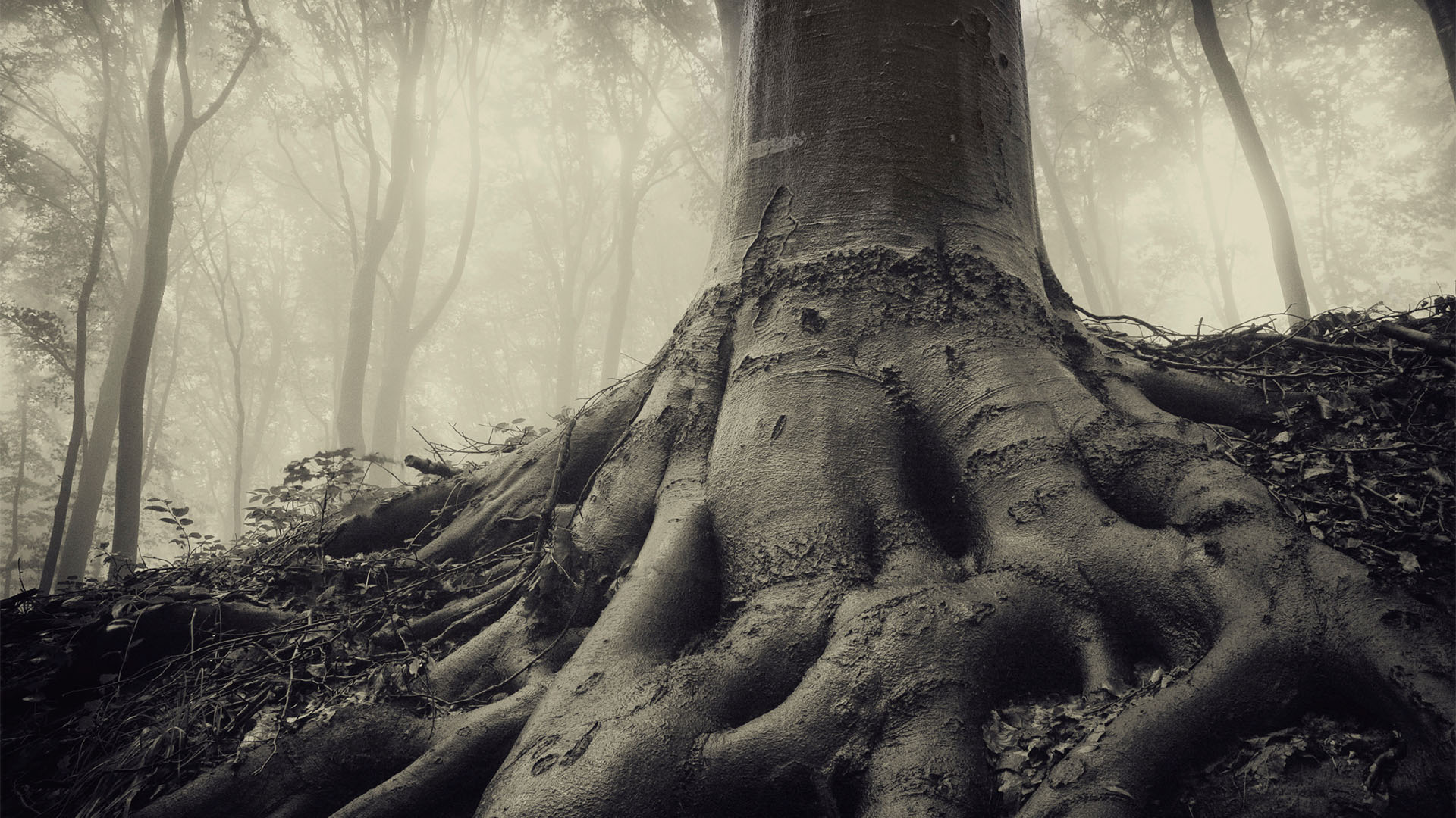 Old tree roots in a dark forest on a rainy day