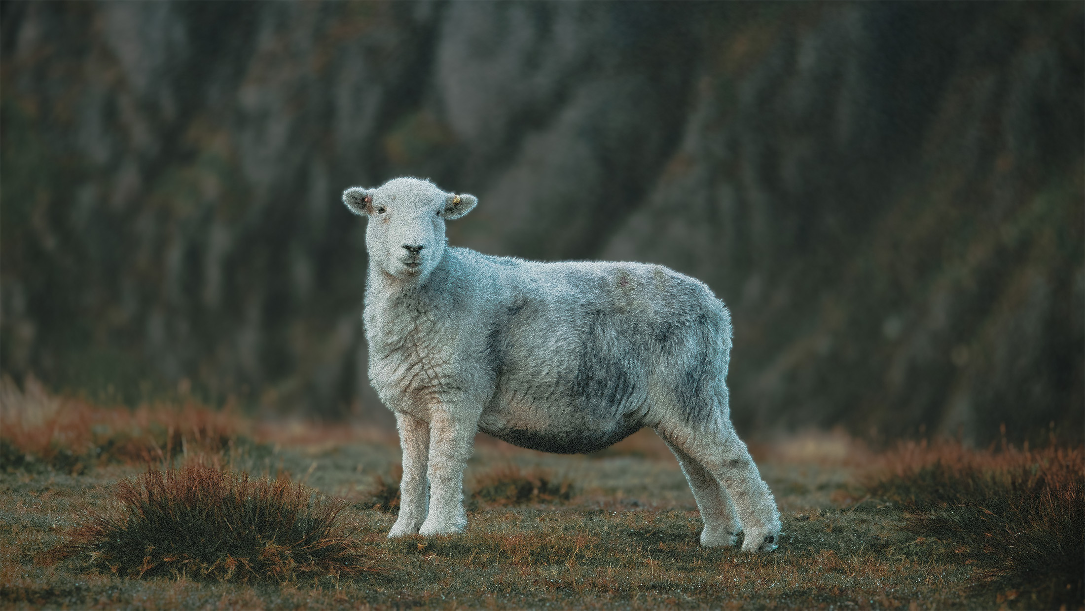 Lamb in plains