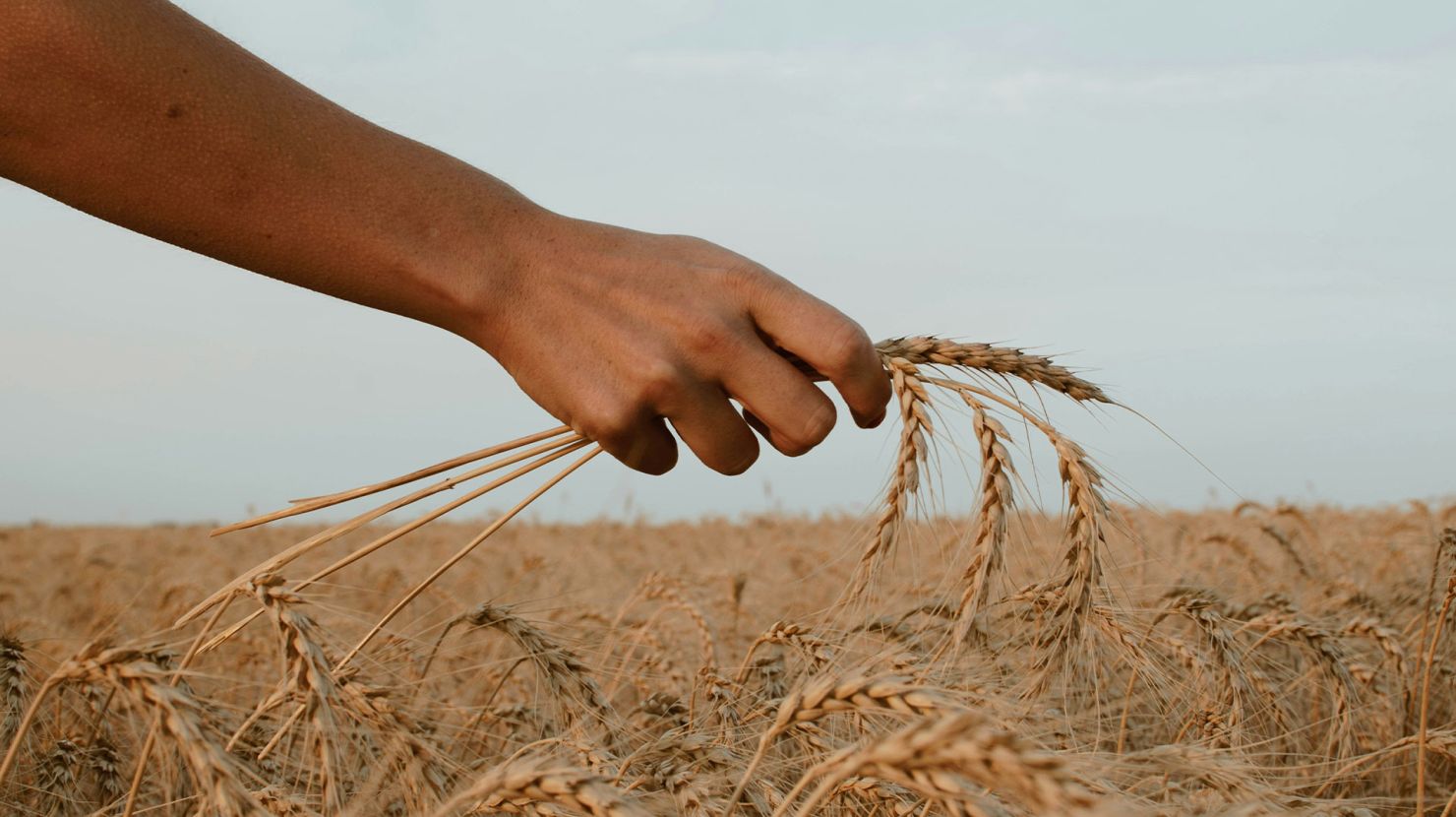 hand holding wheat