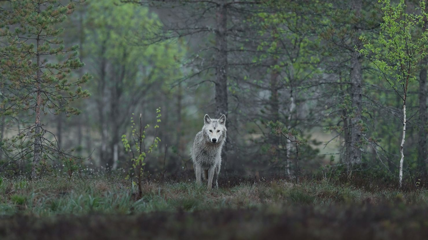 wolf