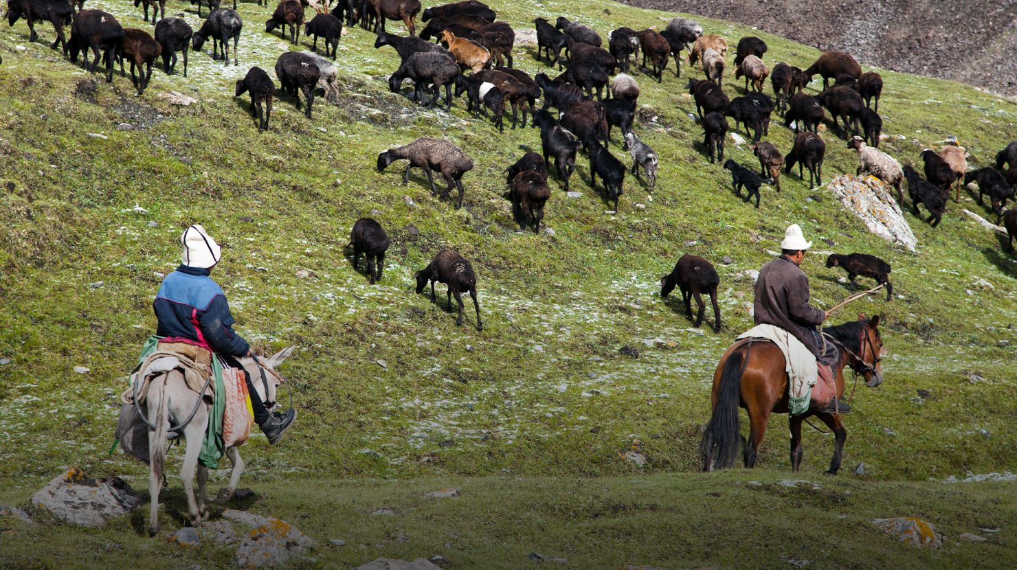 Stockriders with flock in Alay mountains on pastureland