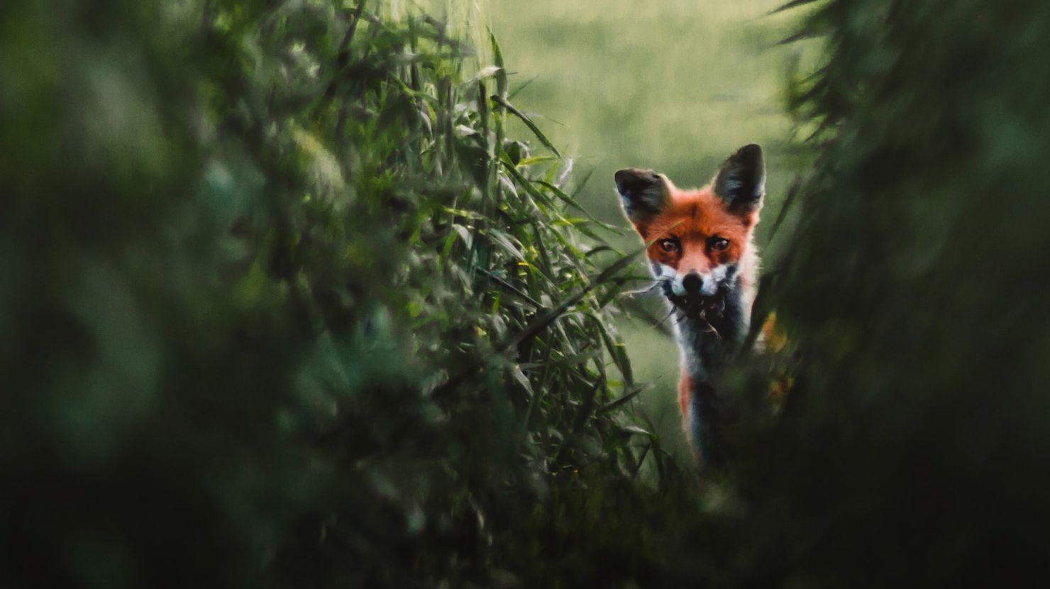 A fox mother returning from her hunting trip.