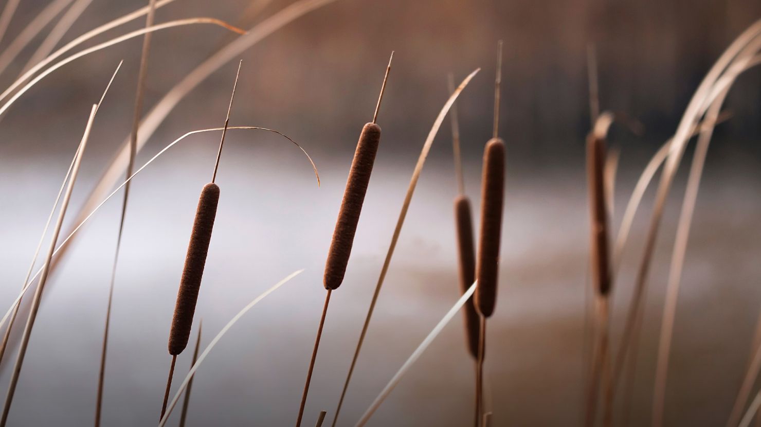 Reeds in Autumn
