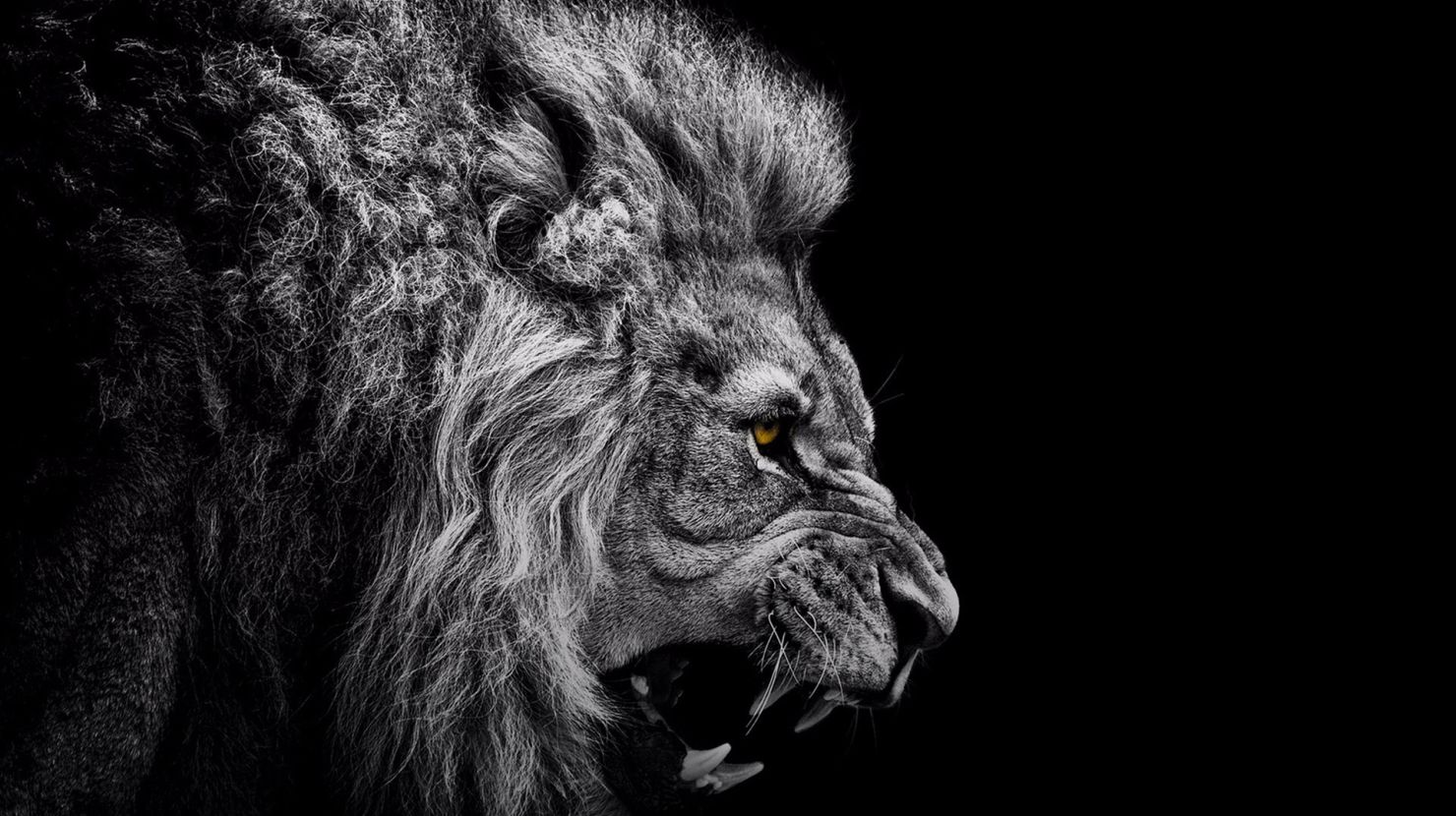 roaring lion on black background