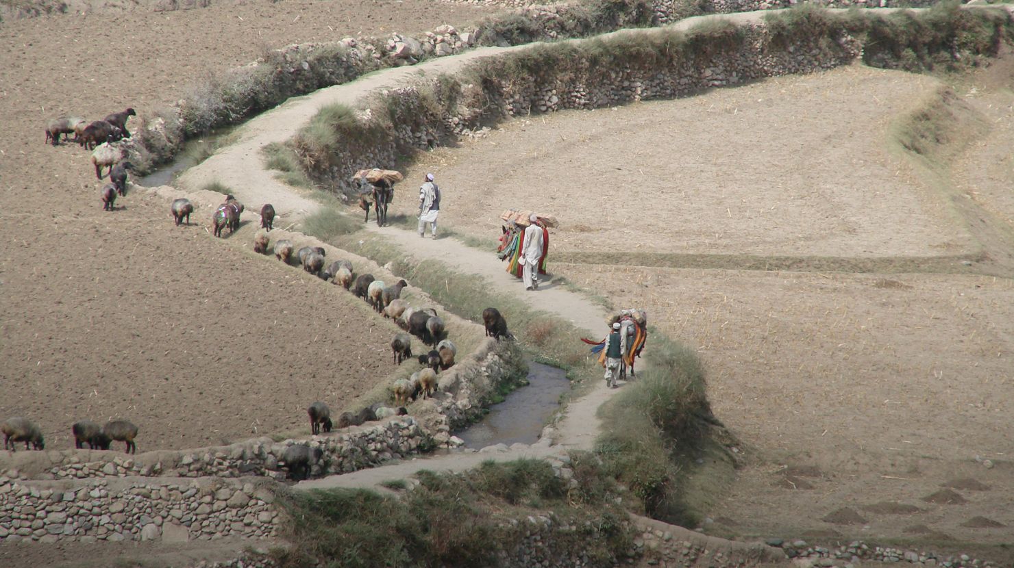 People working on a field in Afghanistan