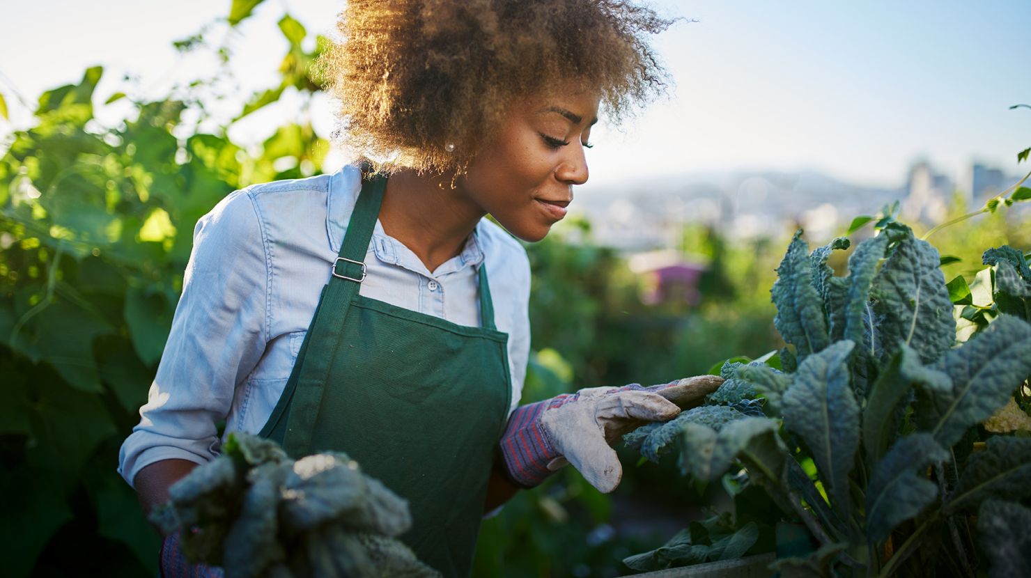 woman tending to kale in garden