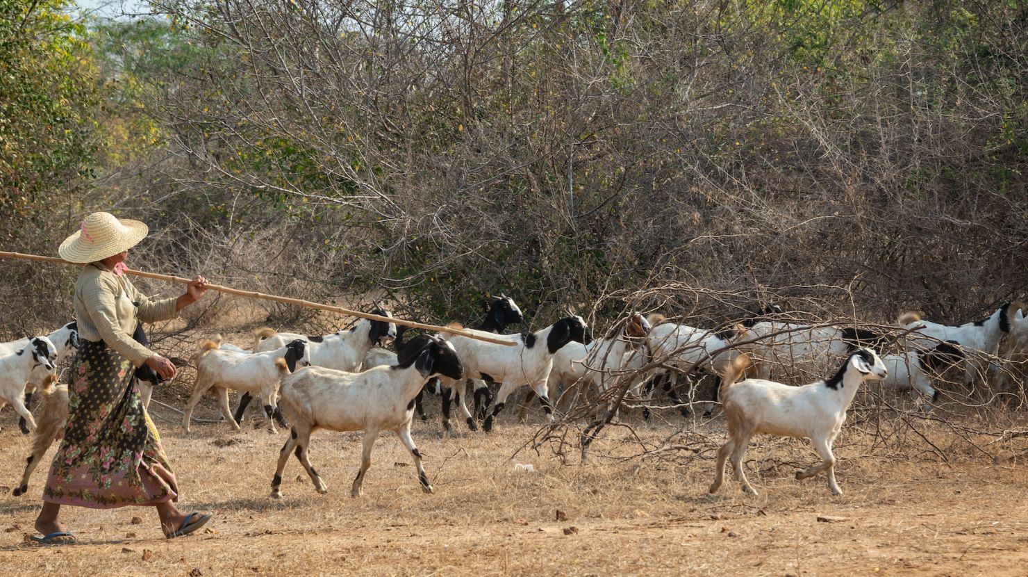 Shepard walking with goats