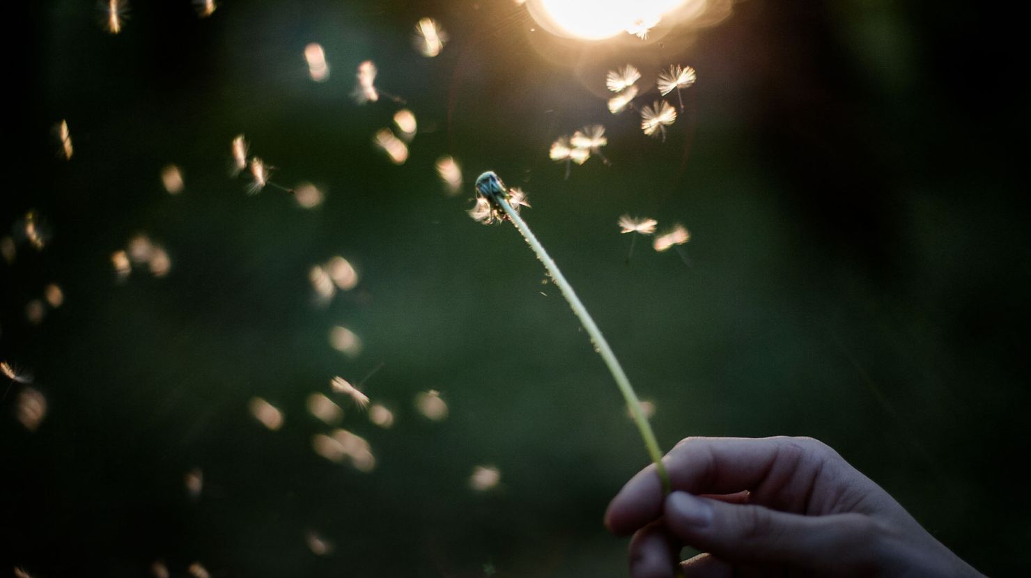 Dandelion blowing in the wind.