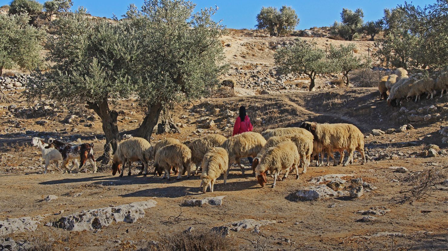 Farmer herding goat