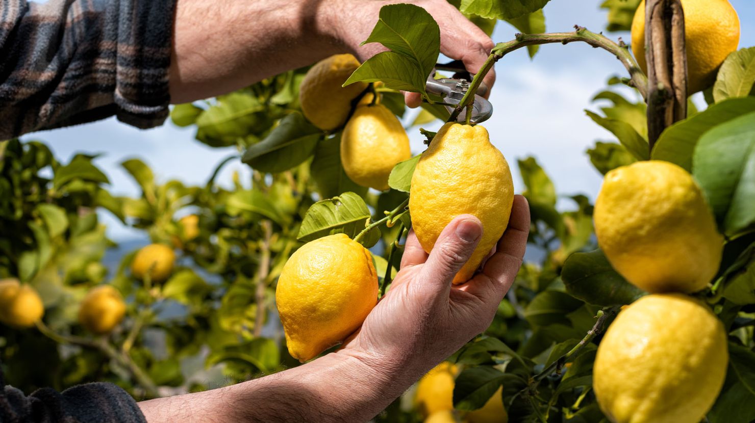 Man picking fruit from tree