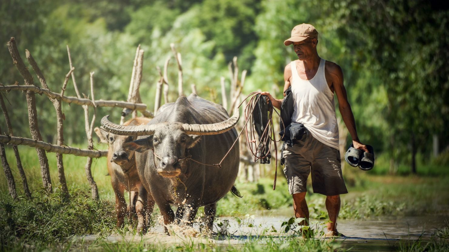 Man walking buffalo